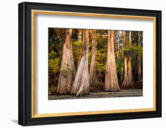 Bald Cypress in Water, Pierce Lake, Atchafalaya Basin, Louisiana, USA-Alison Jones-Framed Photographic Print