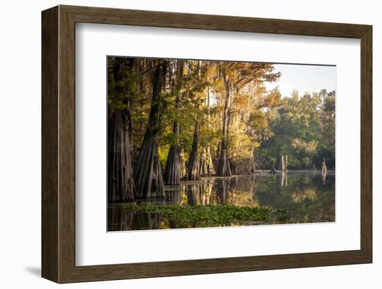 Bald Cypress in Water, Pierce Lake, Atchafalaya Basin, Louisiana, USA-Alison Jones-Framed Photographic Print