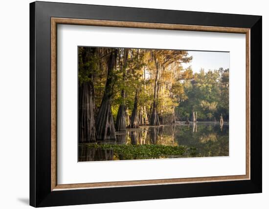 Bald Cypress in Water, Pierce Lake, Atchafalaya Basin, Louisiana, USA-Alison Jones-Framed Photographic Print