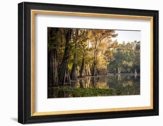 Bald Cypress in Water, Pierce Lake, Atchafalaya Basin, Louisiana, USA-Alison Jones-Framed Photographic Print