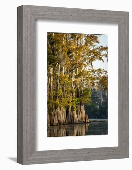 Bald Cypress in Water, Pierce Lake, Atchafalaya Basin, Louisiana, USA-Alison Jones-Framed Photographic Print