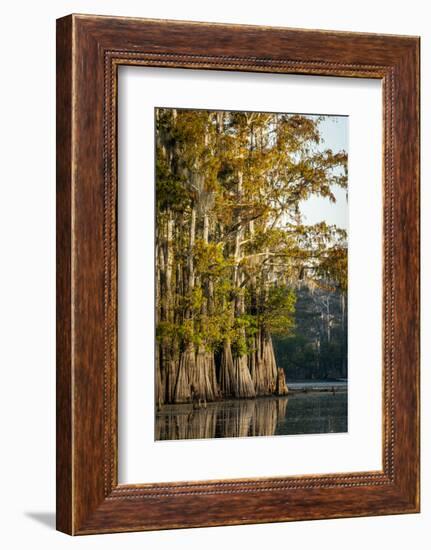 Bald Cypress in Water, Pierce Lake, Atchafalaya Basin, Louisiana, USA-Alison Jones-Framed Photographic Print