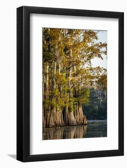 Bald Cypress in Water, Pierce Lake, Atchafalaya Basin, Louisiana, USA-Alison Jones-Framed Photographic Print