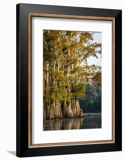 Bald Cypress in Water, Pierce Lake, Atchafalaya Basin, Louisiana, USA-Alison Jones-Framed Photographic Print