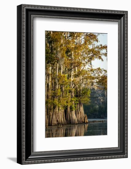 Bald Cypress in Water, Pierce Lake, Atchafalaya Basin, Louisiana, USA-Alison Jones-Framed Photographic Print