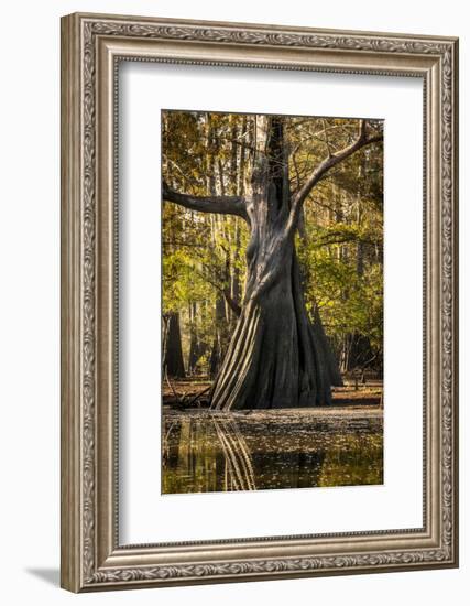 Bald Cypress in Water, Pierce Lake, Atchafalaya Basin, Louisiana, USA-Alison Jones-Framed Photographic Print