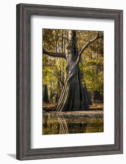 Bald Cypress in Water, Pierce Lake, Atchafalaya Basin, Louisiana, USA-Alison Jones-Framed Photographic Print