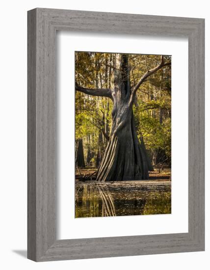 Bald Cypress in Water, Pierce Lake, Atchafalaya Basin, Louisiana, USA-Alison Jones-Framed Photographic Print