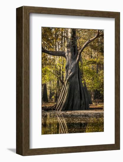 Bald Cypress in Water, Pierce Lake, Atchafalaya Basin, Louisiana, USA-Alison Jones-Framed Photographic Print