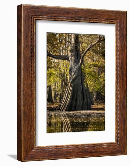 Bald Cypress in Water, Pierce Lake, Atchafalaya Basin, Louisiana, USA-Alison Jones-Framed Photographic Print