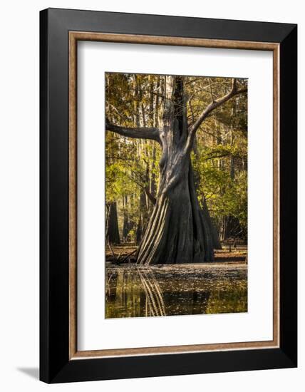 Bald Cypress in Water, Pierce Lake, Atchafalaya Basin, Louisiana, USA-Alison Jones-Framed Photographic Print