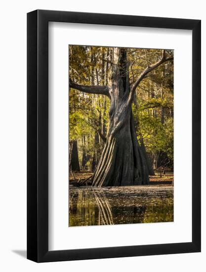 Bald Cypress in Water, Pierce Lake, Atchafalaya Basin, Louisiana, USA-Alison Jones-Framed Photographic Print