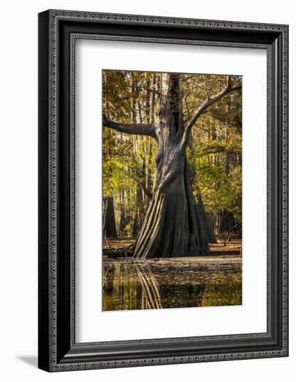 Bald Cypress in Water, Pierce Lake, Atchafalaya Basin, Louisiana, USA-Alison Jones-Framed Photographic Print