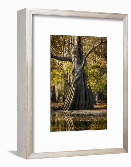 Bald Cypress in Water, Pierce Lake, Atchafalaya Basin, Louisiana, USA-Alison Jones-Framed Photographic Print