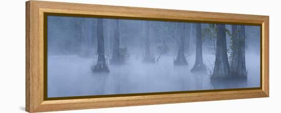 Bald Cypress Swamp in Fog, Cypress Gardens, Moncks Corner, South Carolina, USA-Corey Hilz-Framed Premier Image Canvas
