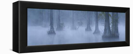Bald Cypress Swamp in Fog, Cypress Gardens, Moncks Corner, South Carolina, USA-Corey Hilz-Framed Premier Image Canvas