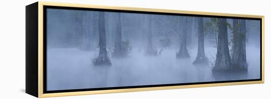 Bald Cypress Swamp in Fog, Cypress Gardens, Moncks Corner, South Carolina, USA-Corey Hilz-Framed Premier Image Canvas