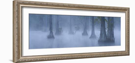 Bald Cypress Swamp in Fog, Cypress Gardens, Moncks Corner, South Carolina, USA-Corey Hilz-Framed Photographic Print