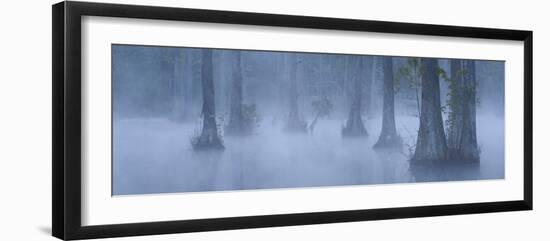 Bald Cypress Swamp in Fog, Cypress Gardens, Moncks Corner, South Carolina, USA-Corey Hilz-Framed Photographic Print