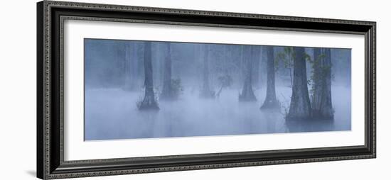 Bald Cypress Swamp in Fog, Cypress Gardens, Moncks Corner, South Carolina, USA-Corey Hilz-Framed Photographic Print