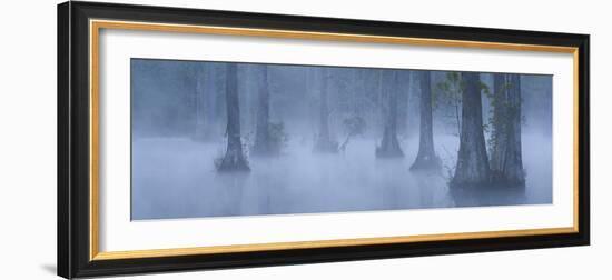 Bald Cypress Swamp in Fog, Cypress Gardens, Moncks Corner, South Carolina, USA-Corey Hilz-Framed Photographic Print