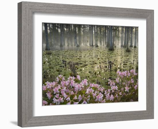 Bald Cypress Swamp in Fog, Cypress Gardens, Moncks Corner, South Carolina, USA-Corey Hilz-Framed Photographic Print