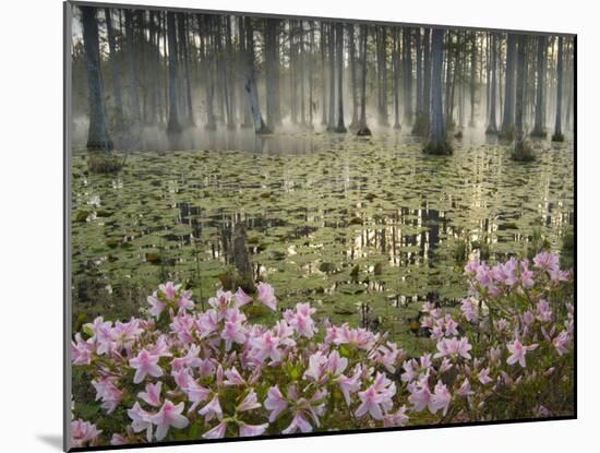 Bald Cypress Swamp in Fog, Cypress Gardens, Moncks Corner, South Carolina, USA-Corey Hilz-Mounted Photographic Print