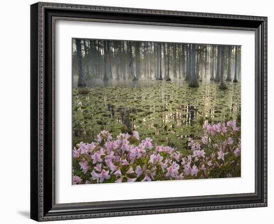 Bald Cypress Swamp in Fog, Cypress Gardens, Moncks Corner, South Carolina, USA-Corey Hilz-Framed Photographic Print