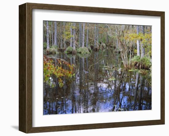 Bald Cypress Swamp Near Fort Myers, Florida, USA-Fraser Hall-Framed Photographic Print