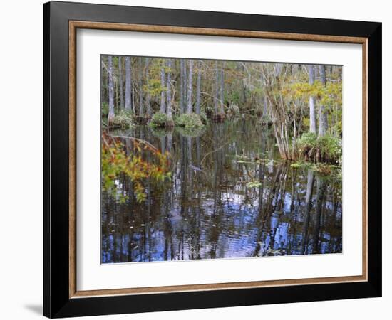 Bald Cypress Swamp Near Fort Myers, Florida, USA-Fraser Hall-Framed Photographic Print