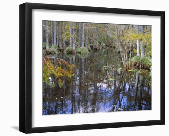 Bald Cypress Swamp Near Fort Myers, Florida, USA-Fraser Hall-Framed Photographic Print