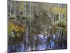 Bald Cypress Swamp Near Fort Myers, Florida, USA-Fraser Hall-Mounted Photographic Print