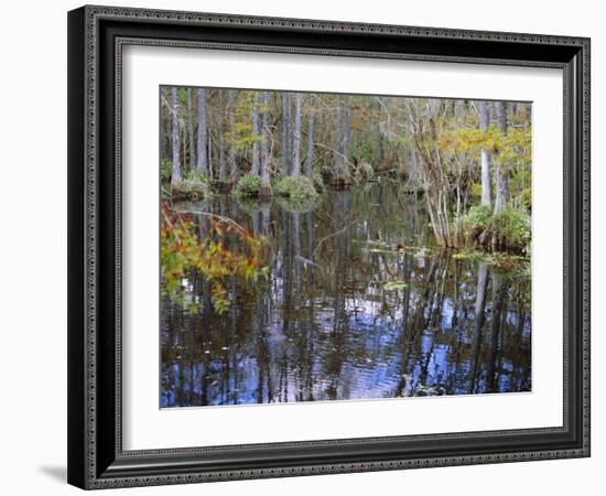 Bald Cypress Swamp Near Fort Myers, Florida, USA-Fraser Hall-Framed Photographic Print