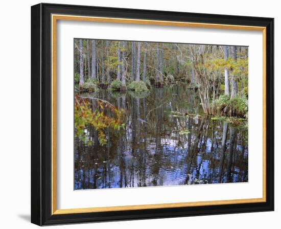 Bald Cypress Swamp Near Fort Myers, Florida, USA-Fraser Hall-Framed Photographic Print