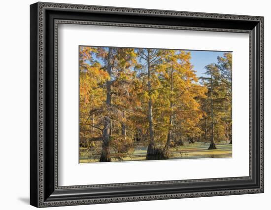 Bald Cypress Trees in Fall, Horseshoe Lake State Fish and Wildlife Areas, Alexander County, Il-Richard and Susan Day-Framed Photographic Print