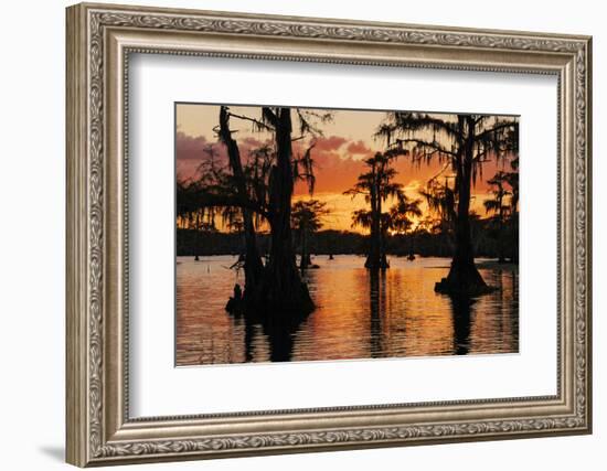 Bald cypress trees silhouetted at sunset. Caddo Lake, Uncertain, Texas-Adam Jones-Framed Photographic Print