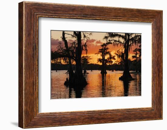 Bald cypress trees silhouetted at sunset. Caddo Lake, Uncertain, Texas-Adam Jones-Framed Photographic Print