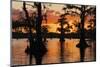 Bald cypress trees silhouetted at sunset. Caddo Lake, Uncertain, Texas-Adam Jones-Mounted Photographic Print