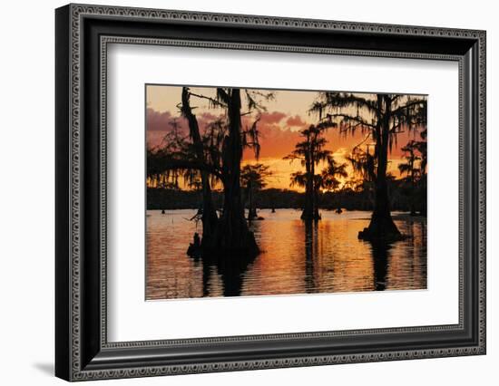 Bald cypress trees silhouetted at sunset. Caddo Lake, Uncertain, Texas-Adam Jones-Framed Photographic Print