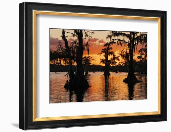 Bald cypress trees silhouetted at sunset. Caddo Lake, Uncertain, Texas-Adam Jones-Framed Photographic Print