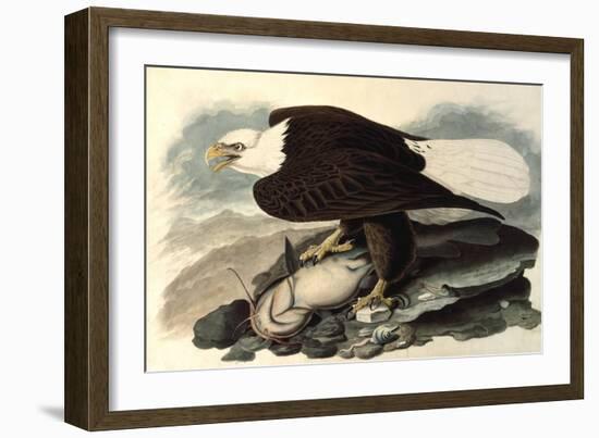 Bald Eagle, 1828-John James Audubon-Framed Giclee Print