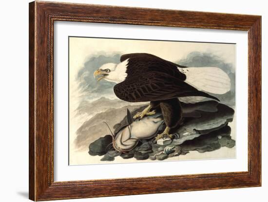 Bald Eagle, 1828-John James Audubon-Framed Giclee Print