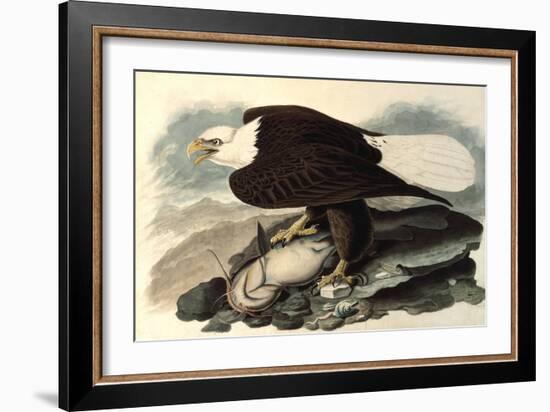 Bald Eagle, 1828-John James Audubon-Framed Giclee Print