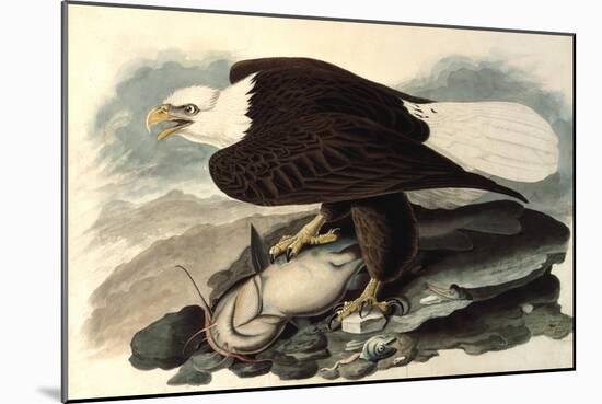 Bald Eagle, 1828-John James Audubon-Mounted Giclee Print