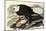 Bald Eagle, 1828-John James Audubon-Mounted Giclee Print