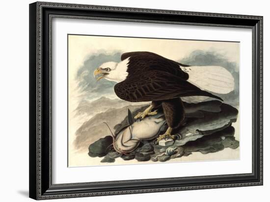 Bald Eagle, 1828-John James Audubon-Framed Giclee Print