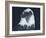 Bald Eagle 2-Gordon Semmens-Framed Photographic Print