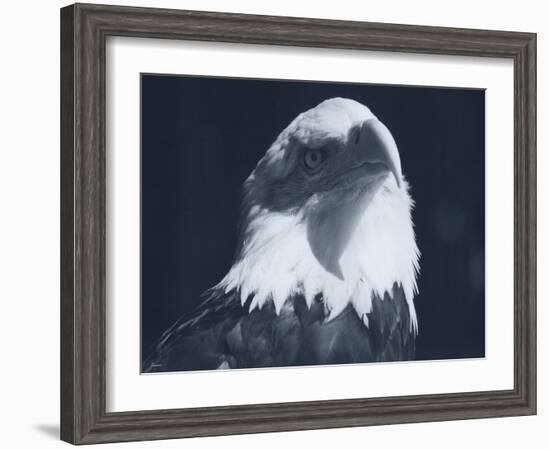 Bald Eagle 2-Gordon Semmens-Framed Photographic Print