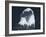 Bald Eagle 2-Gordon Semmens-Framed Photographic Print