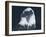 Bald Eagle 2-Gordon Semmens-Framed Photographic Print